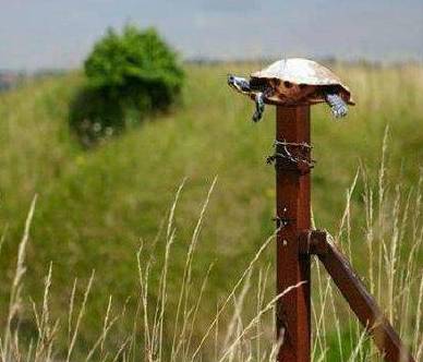 Description: http://www.laymanspc.com/files/Personal/turtle%20on%20a%20fencepost/turtle.jpg