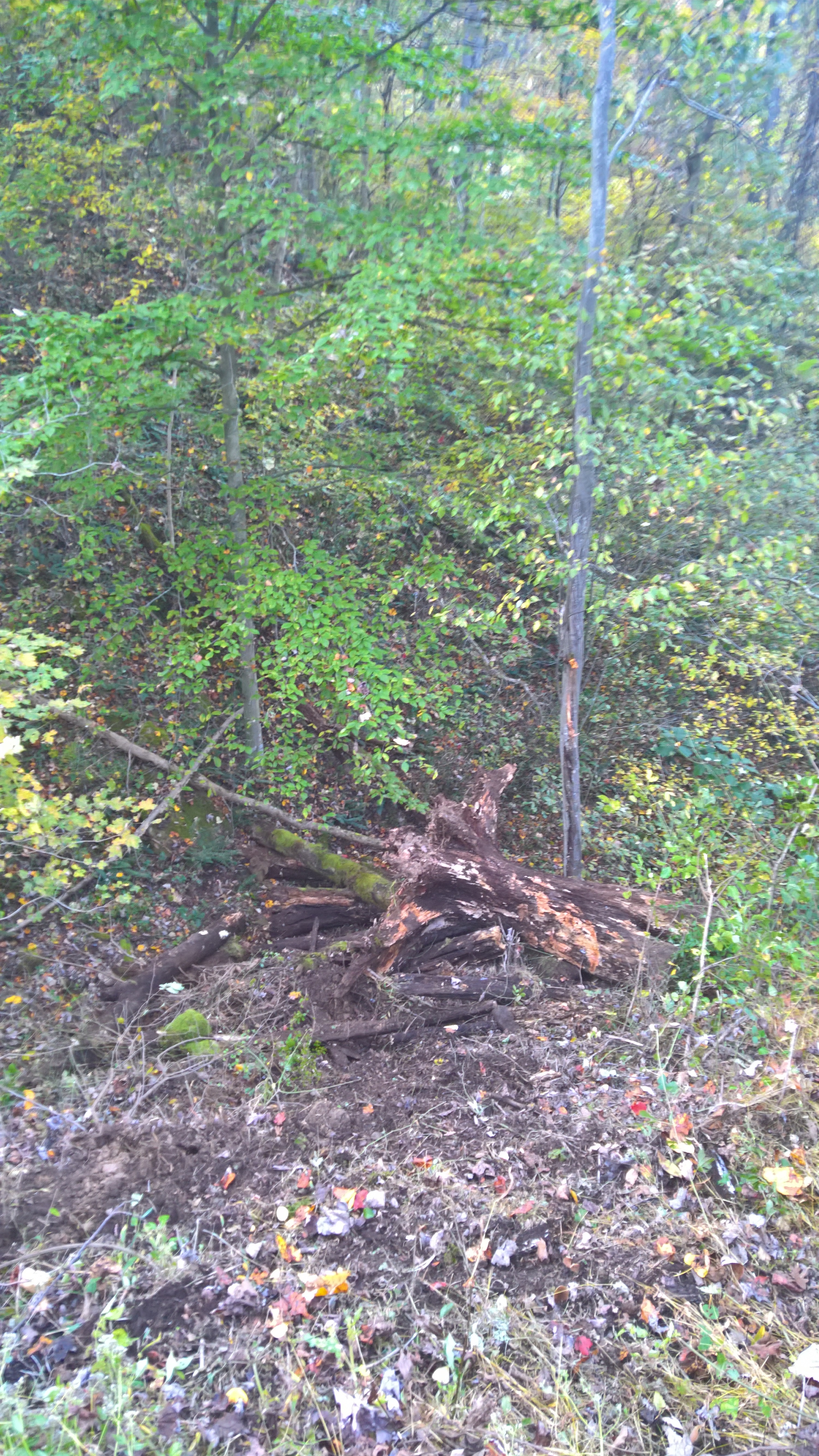 I%20Dumped%20a%20Stump.jpg