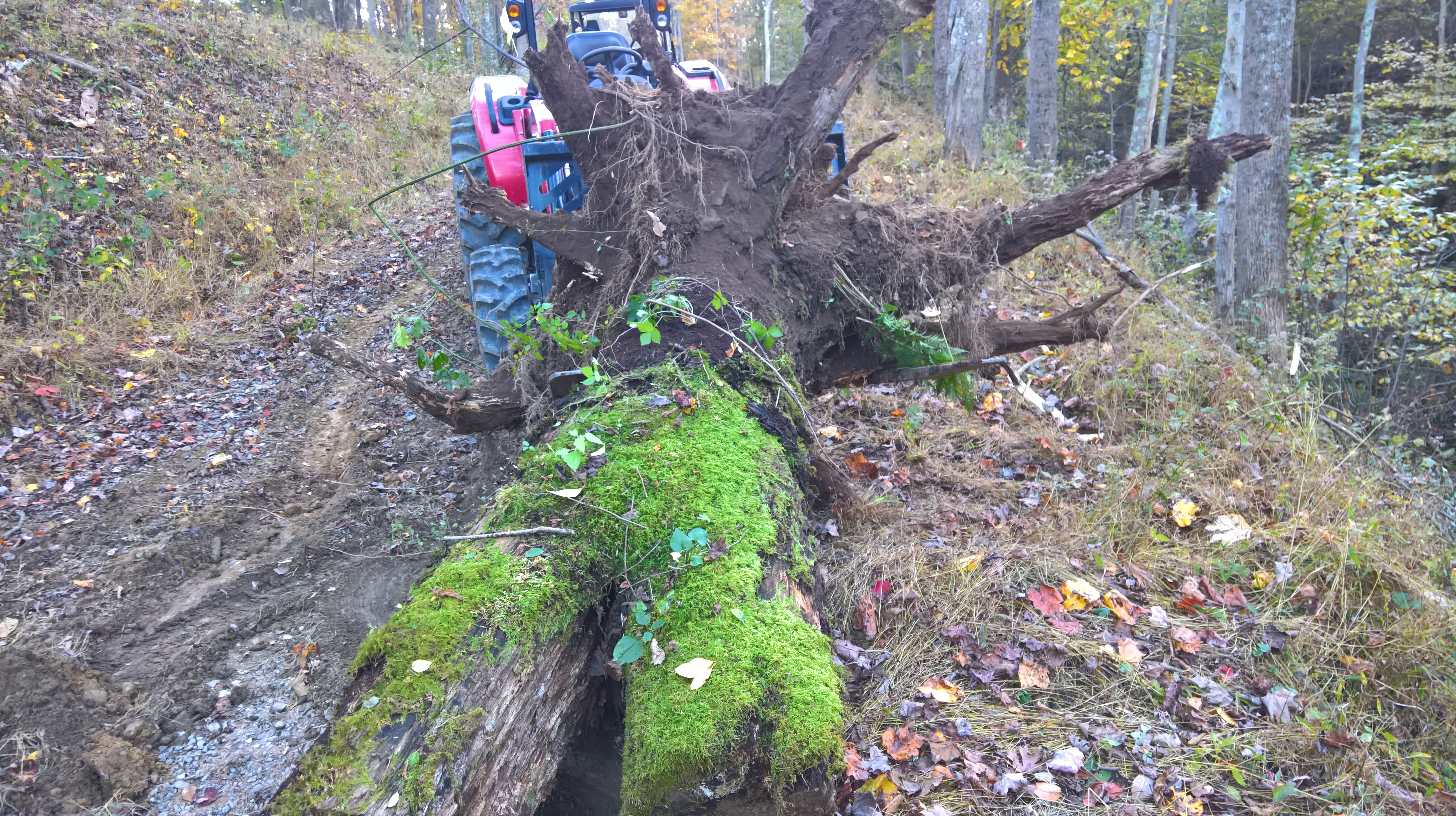 I%20Found%20a%20Stump%20(1).jpg